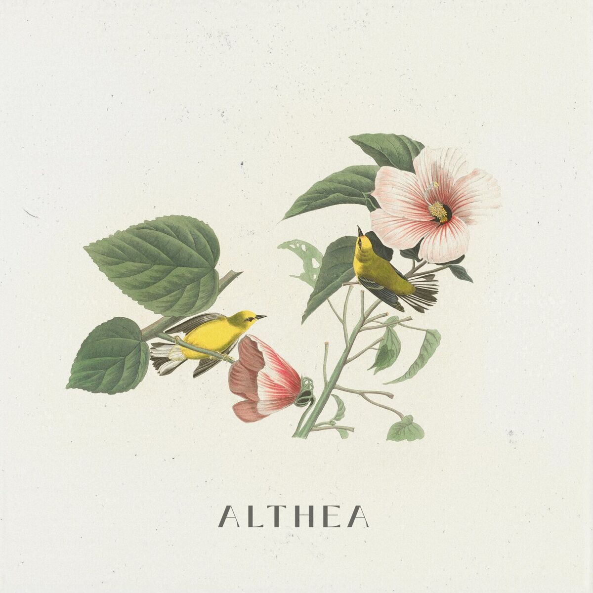 Album cover of Althea