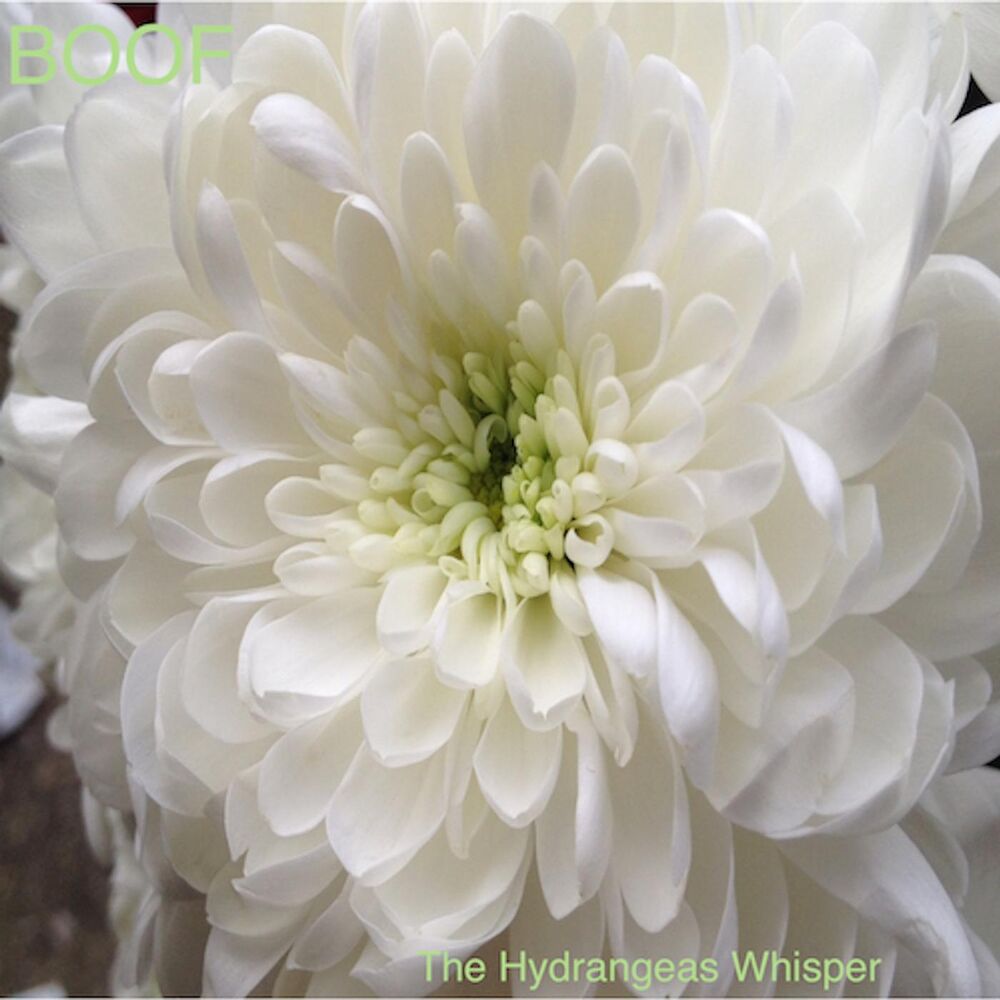 Picture of The Hydrangeas Whisper