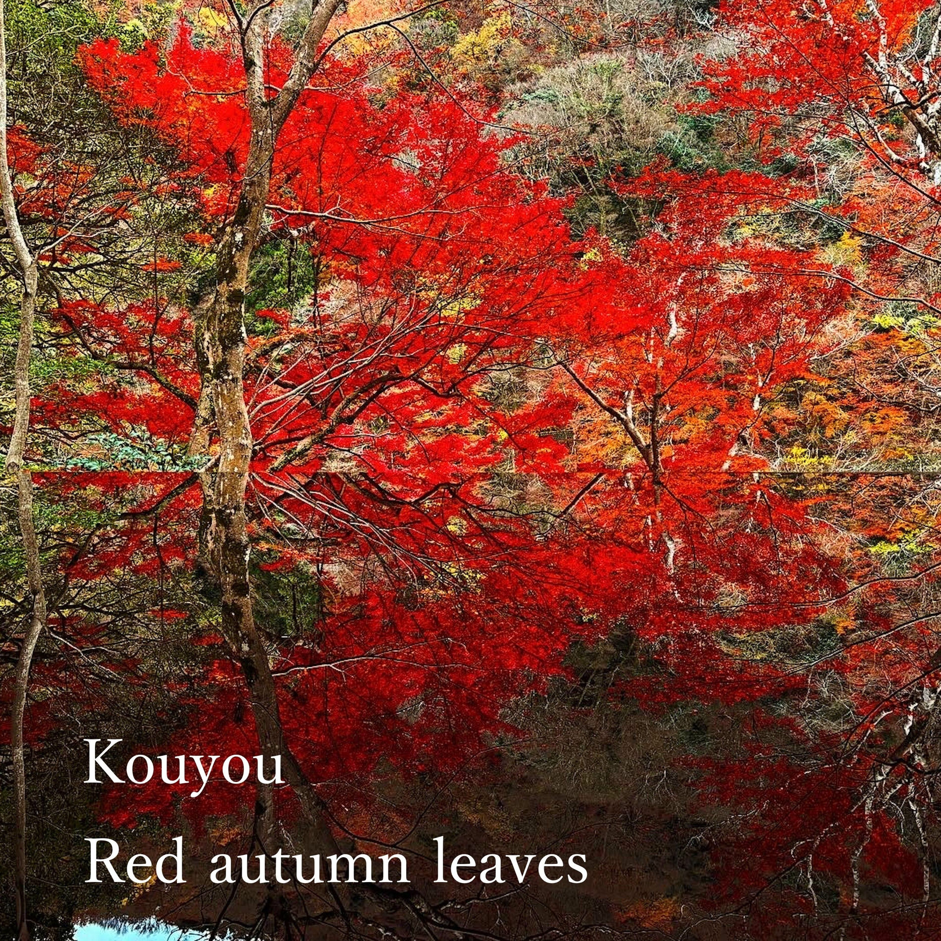 Album cover of Red autumn leaves