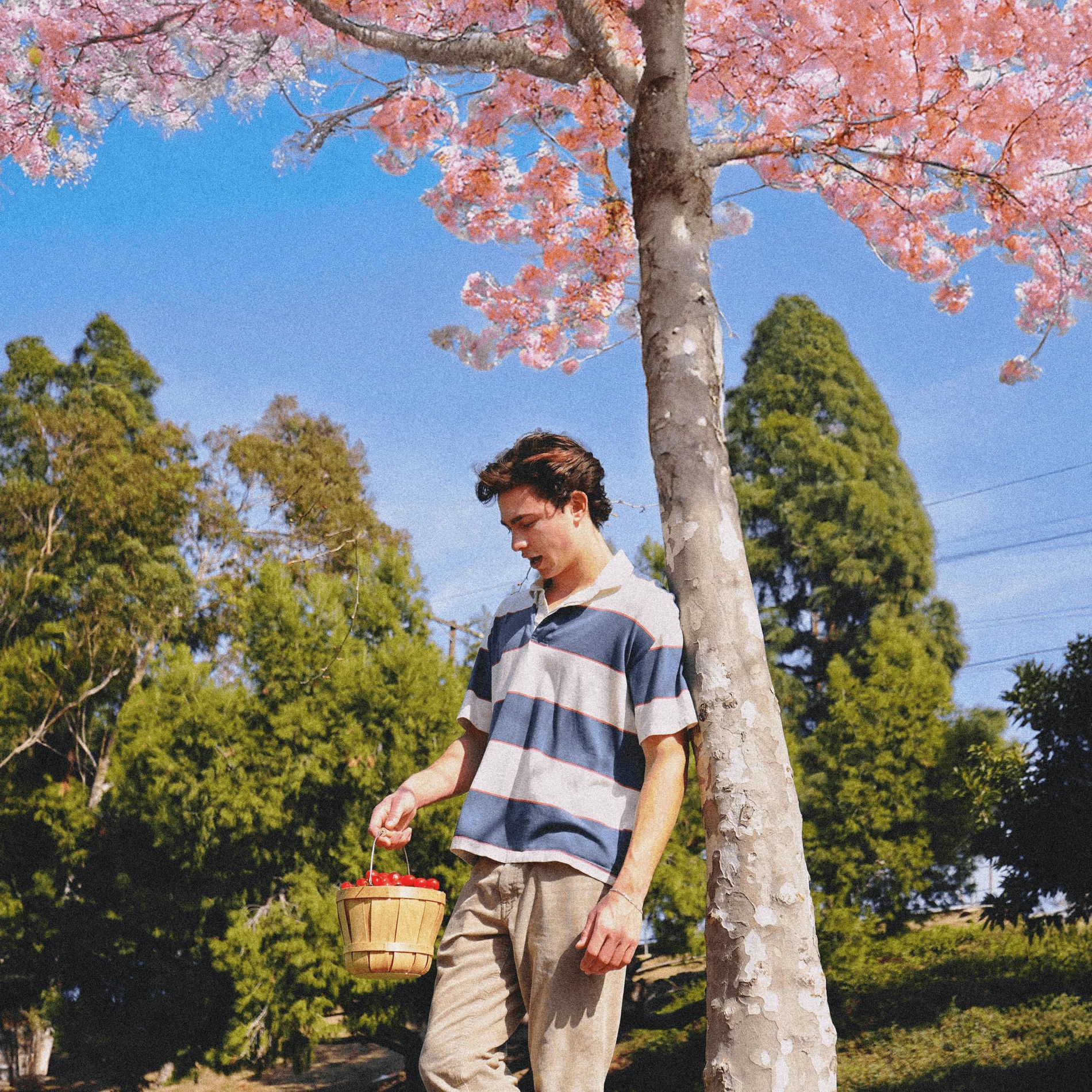Album cover of Cherry Trees