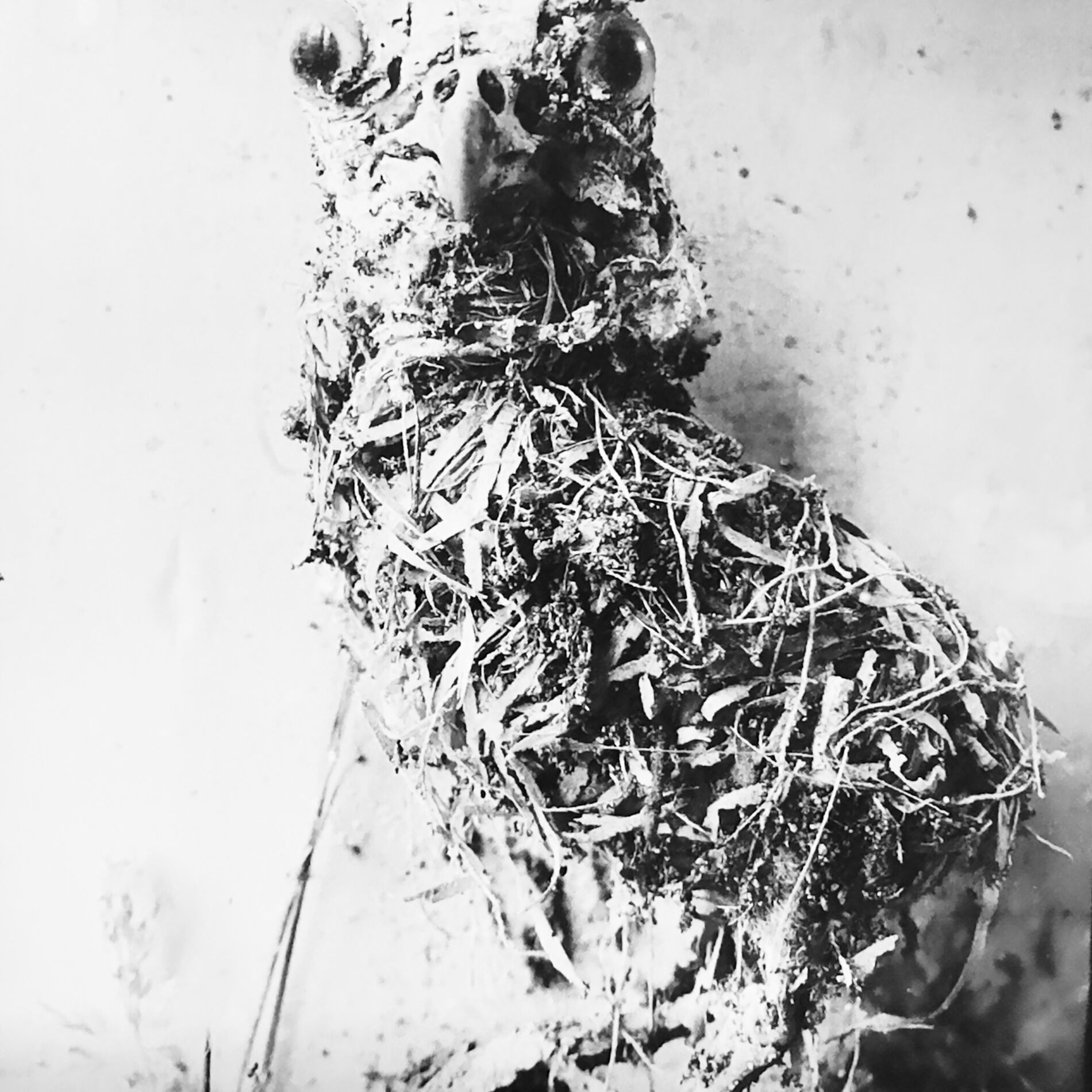 Album cover of Lizard