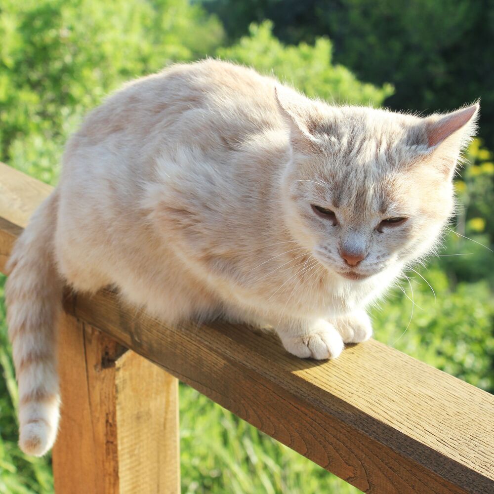 Picture of Harmonic Rain: A Binaural Symphony for Purrfect Cats