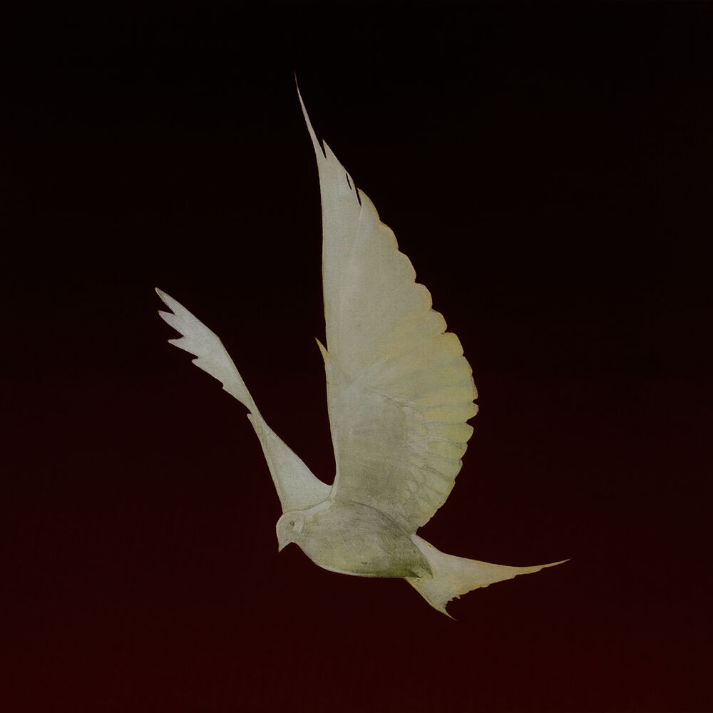 Picture of Dove