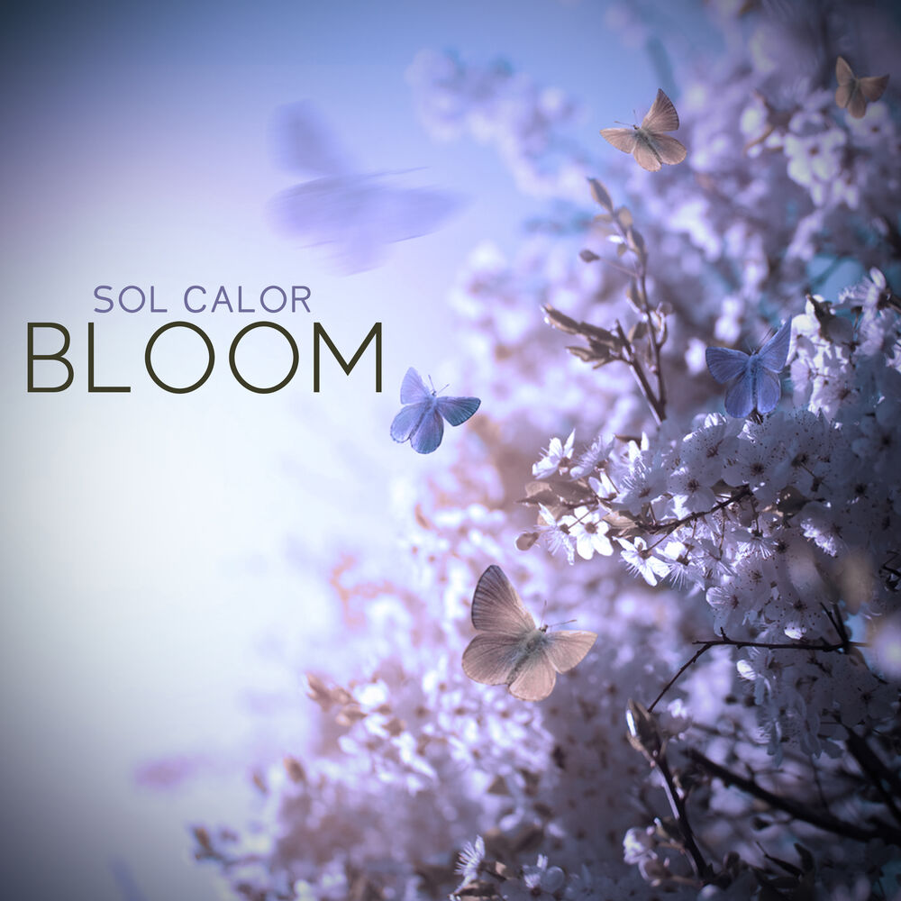 Picture of Bloom