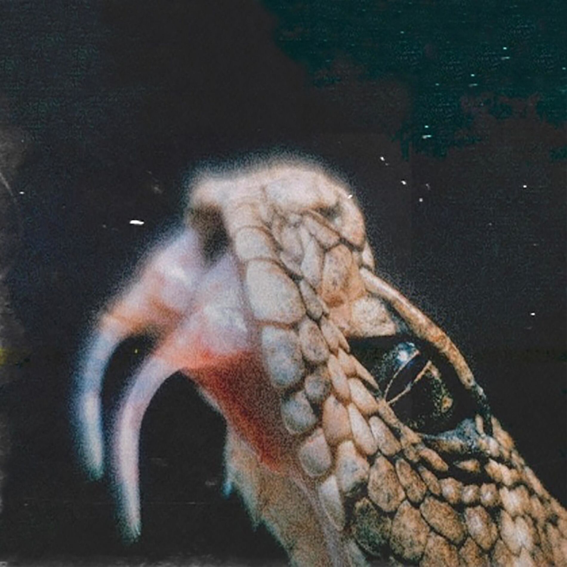 Album cover of Serpentine