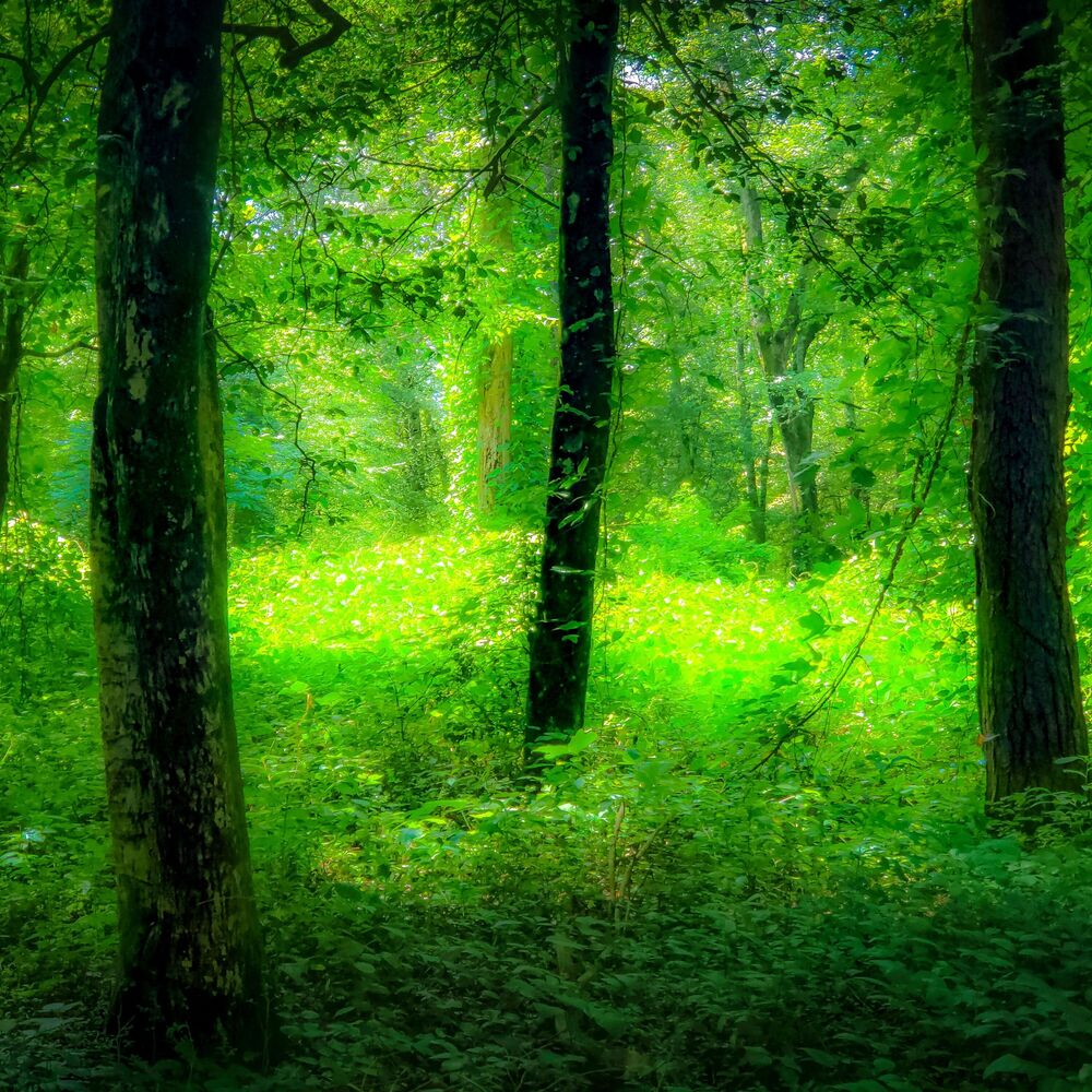 Picture of Enchanted Wilderness: Melodic Rain Nature Explorations Relaxation