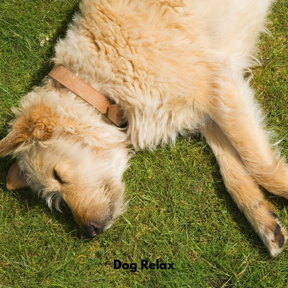 Picture of Dog Relax