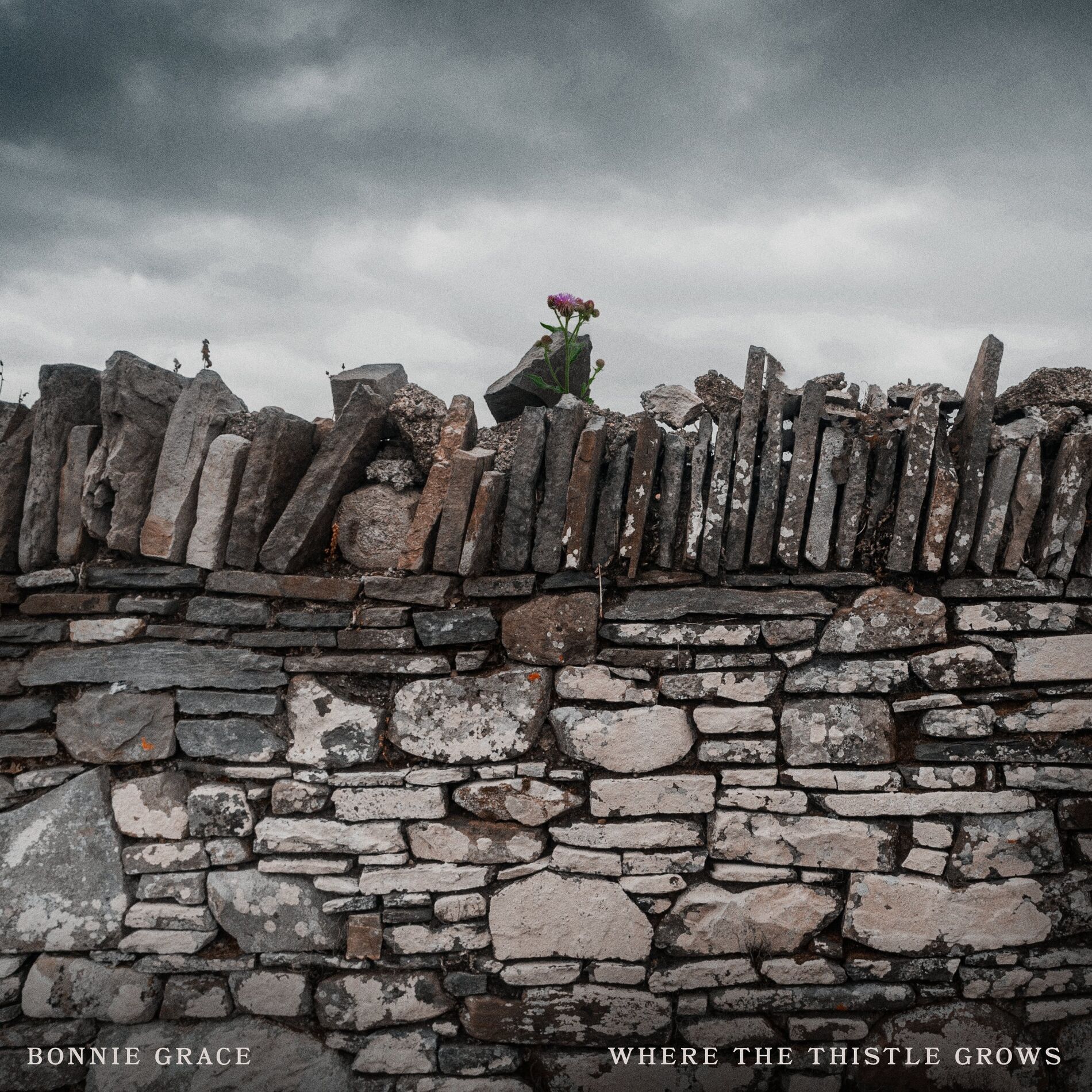 Album cover of Where the Thistle Grows