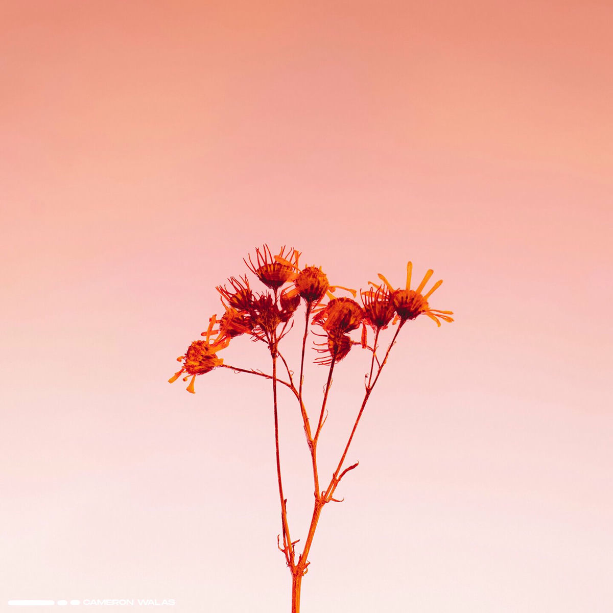 Album cover of Stories in Beauty