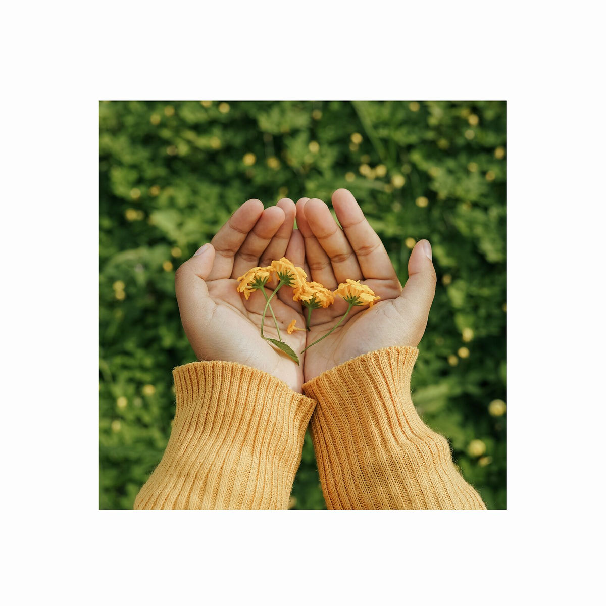 Album cover of Fleurs