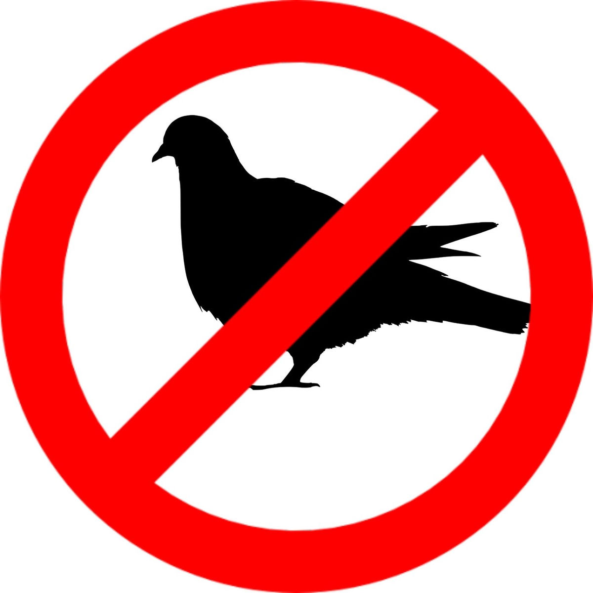 Album cover of Pigeon Repellent