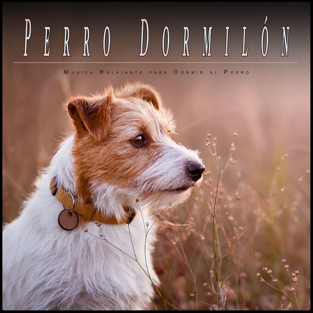 Picture of Perro Dormilón: Música Relajante para Dormir al Perro