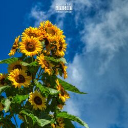 Cover of tournesol