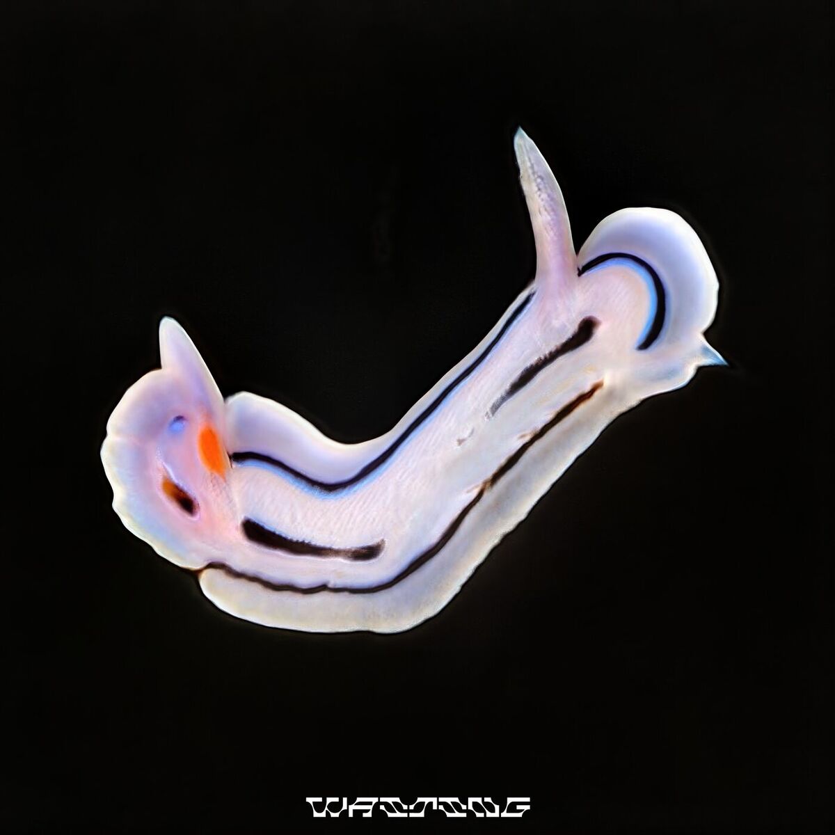 Album cover of Waiting (VIP)