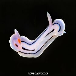 Cover of Waiting (VIP)