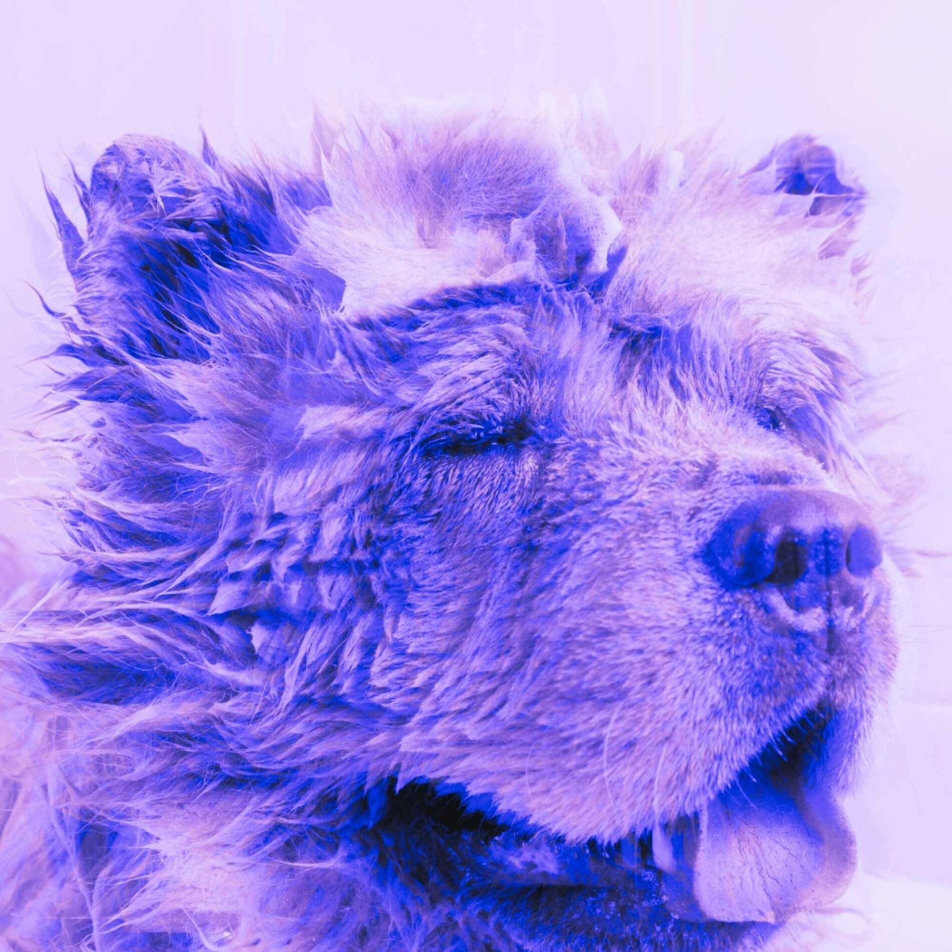 Album cover of Trio Jazz - Ambiance for Chilled Doggy Hour