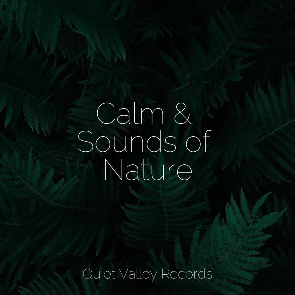 Picture of Calm & Sounds of Nature