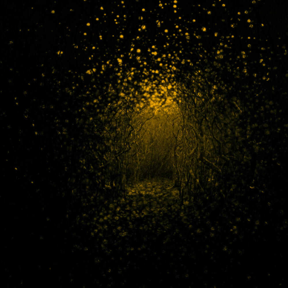 Picture of Burst Apart