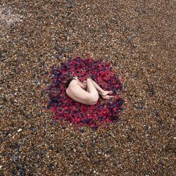 Cover of Metamorphosis
