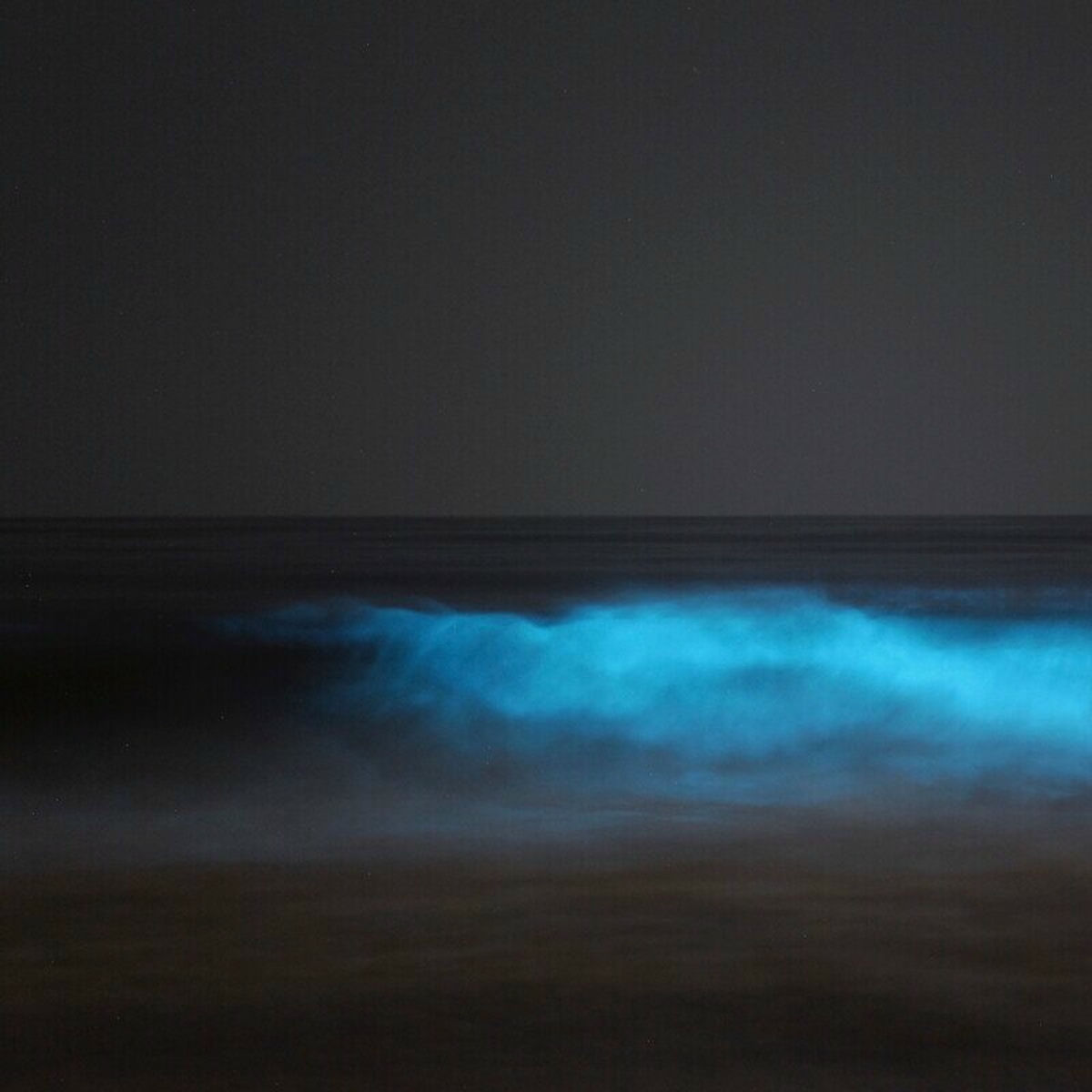 Album cover of Bioluminescence