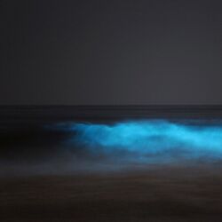 Cover of Bioluminescence