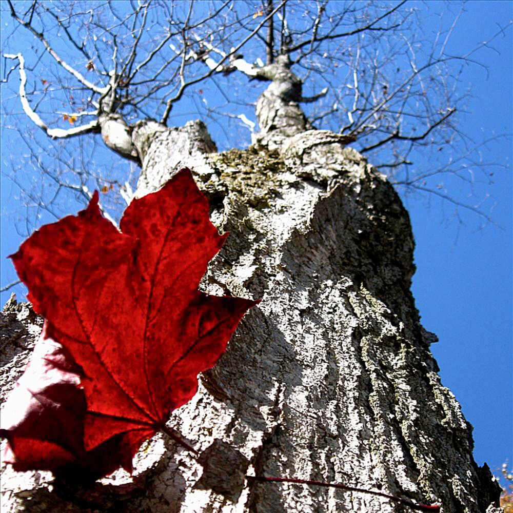 Picture of Falling