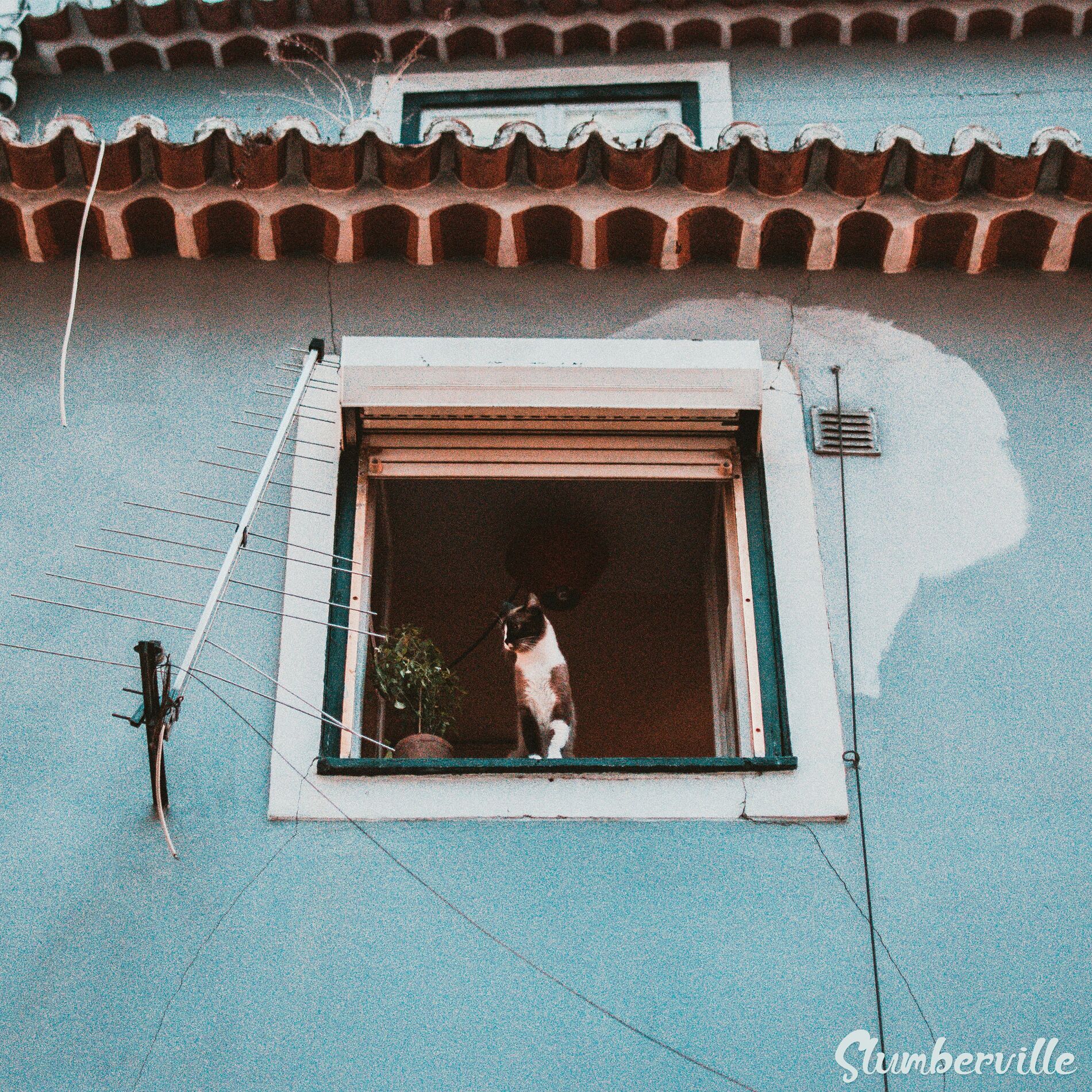 Album cover of Ladybug