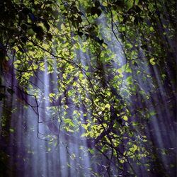 Cover of Forest Bathing