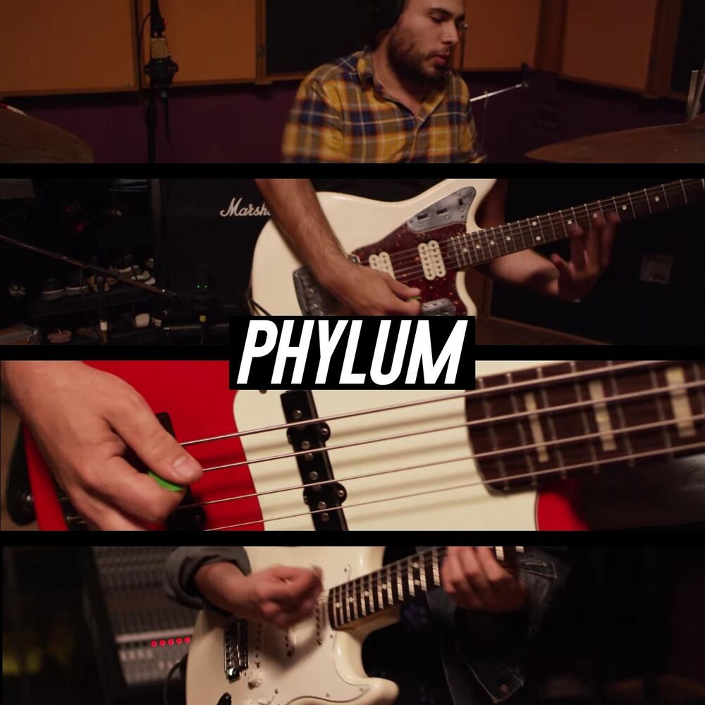 Picture of Phylum