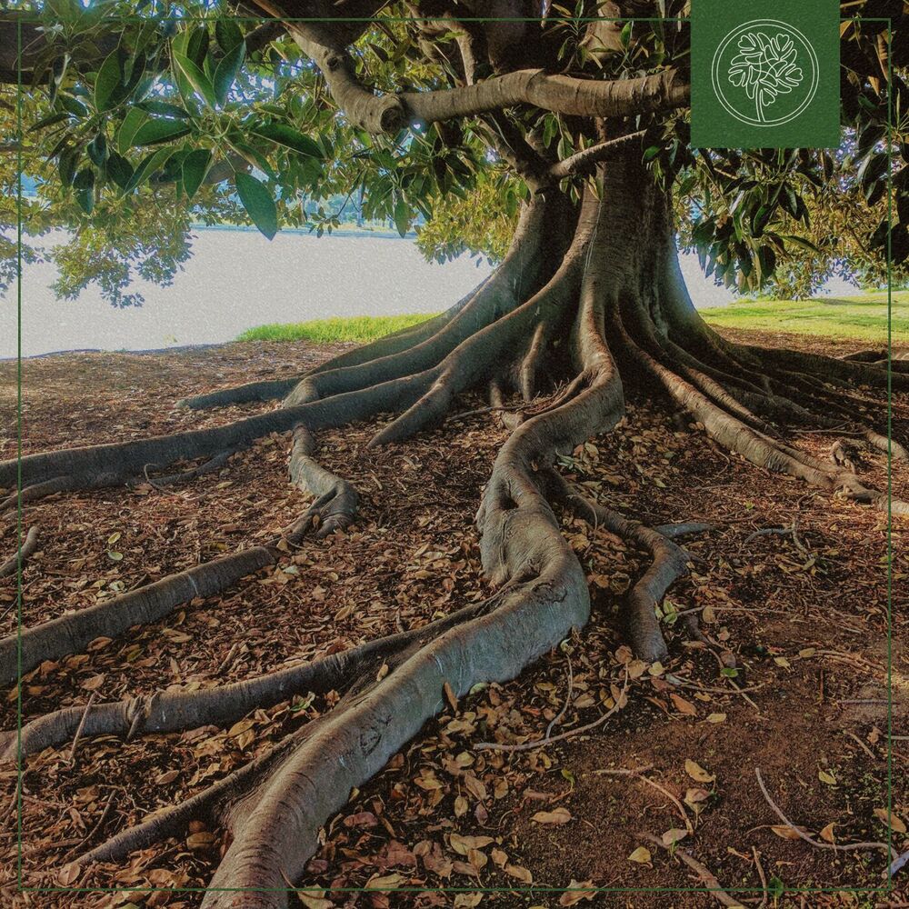 Picture of Taproot