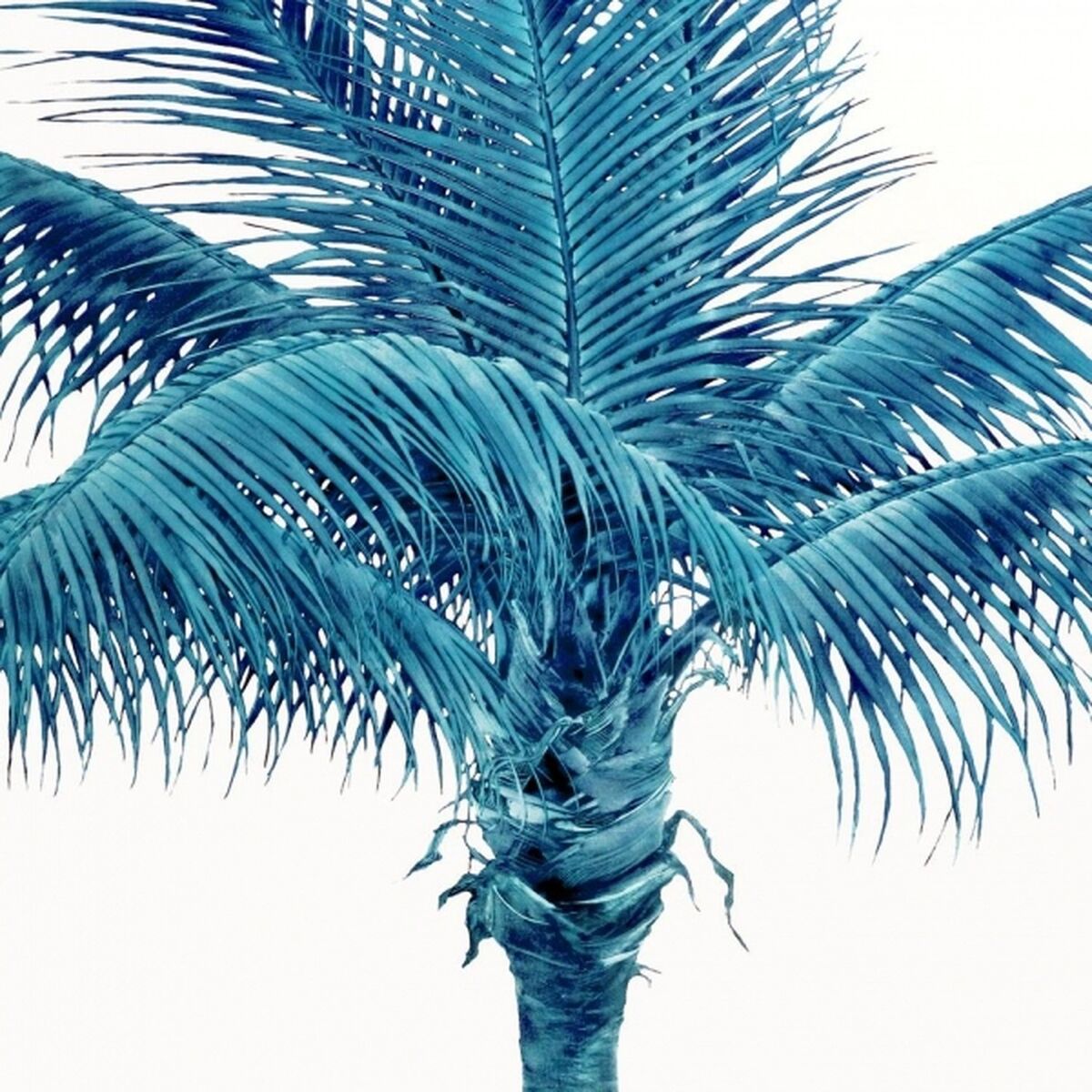 Album cover of Ava