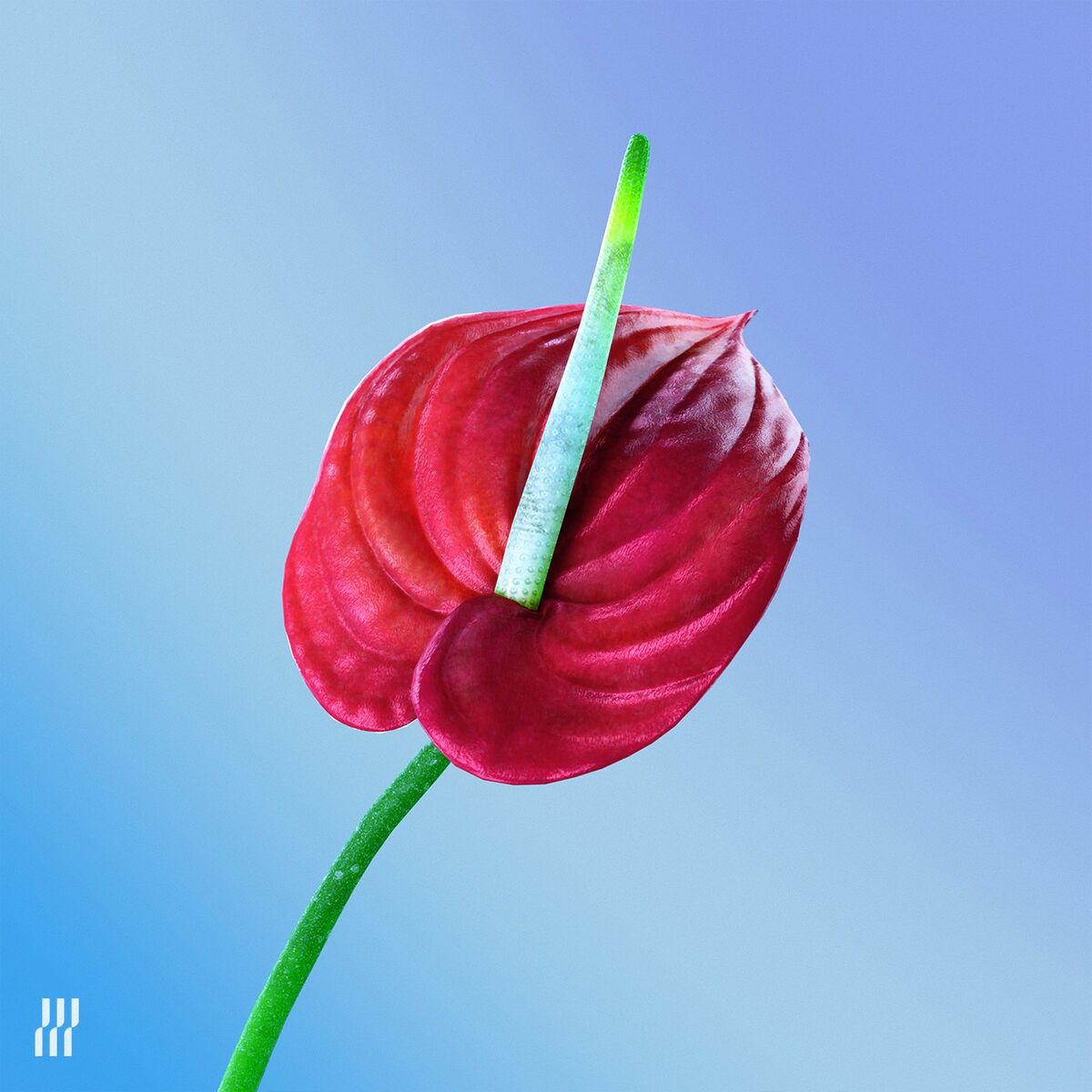 Album cover of Kora (Oceanic Patchworks)