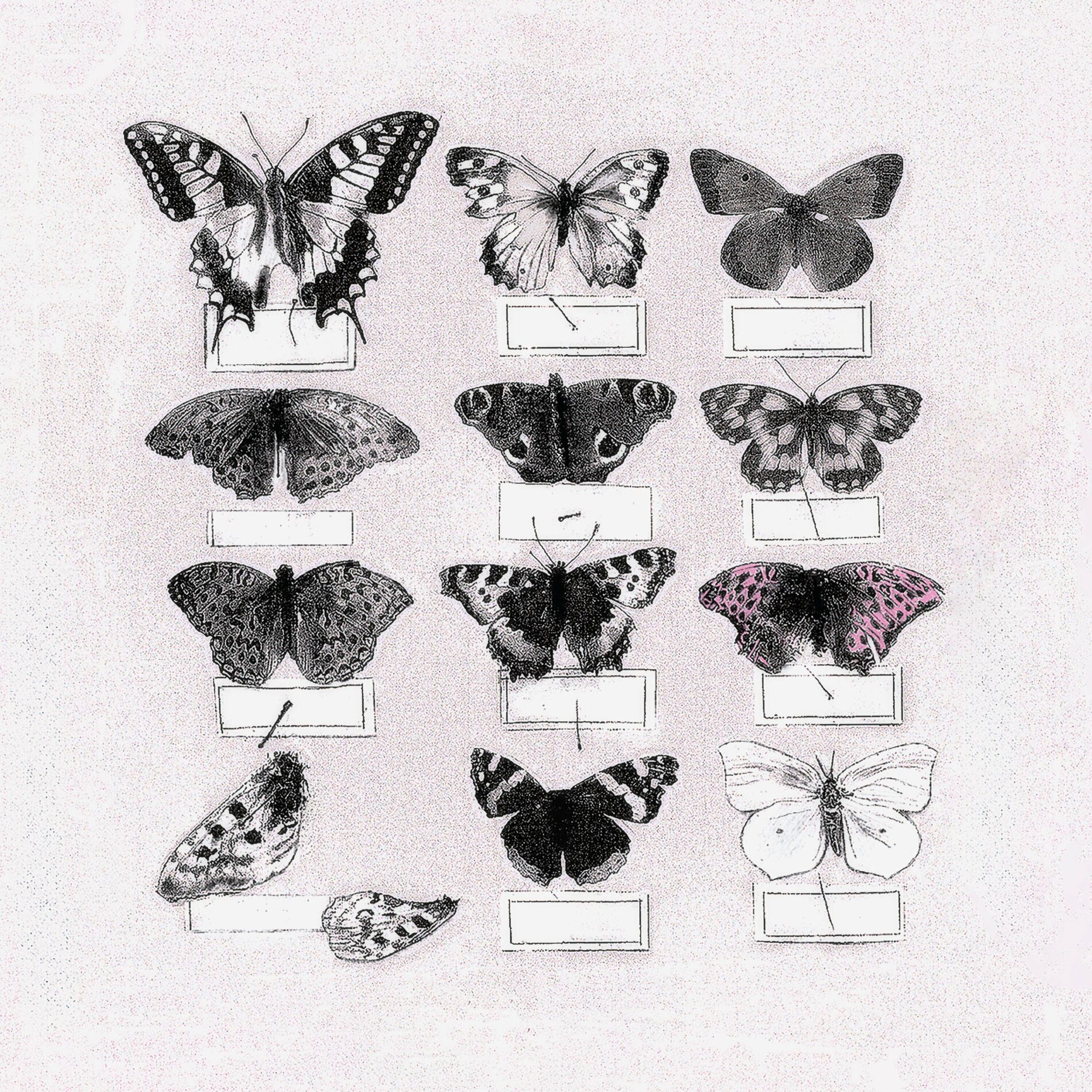 Album cover of Le collectionneur