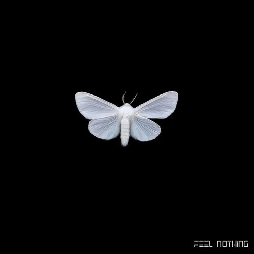 Feel Nothing