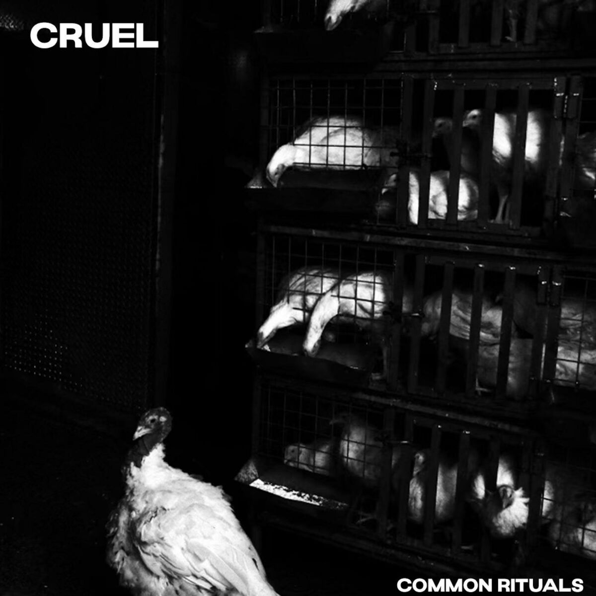 Album cover of Common Rituals