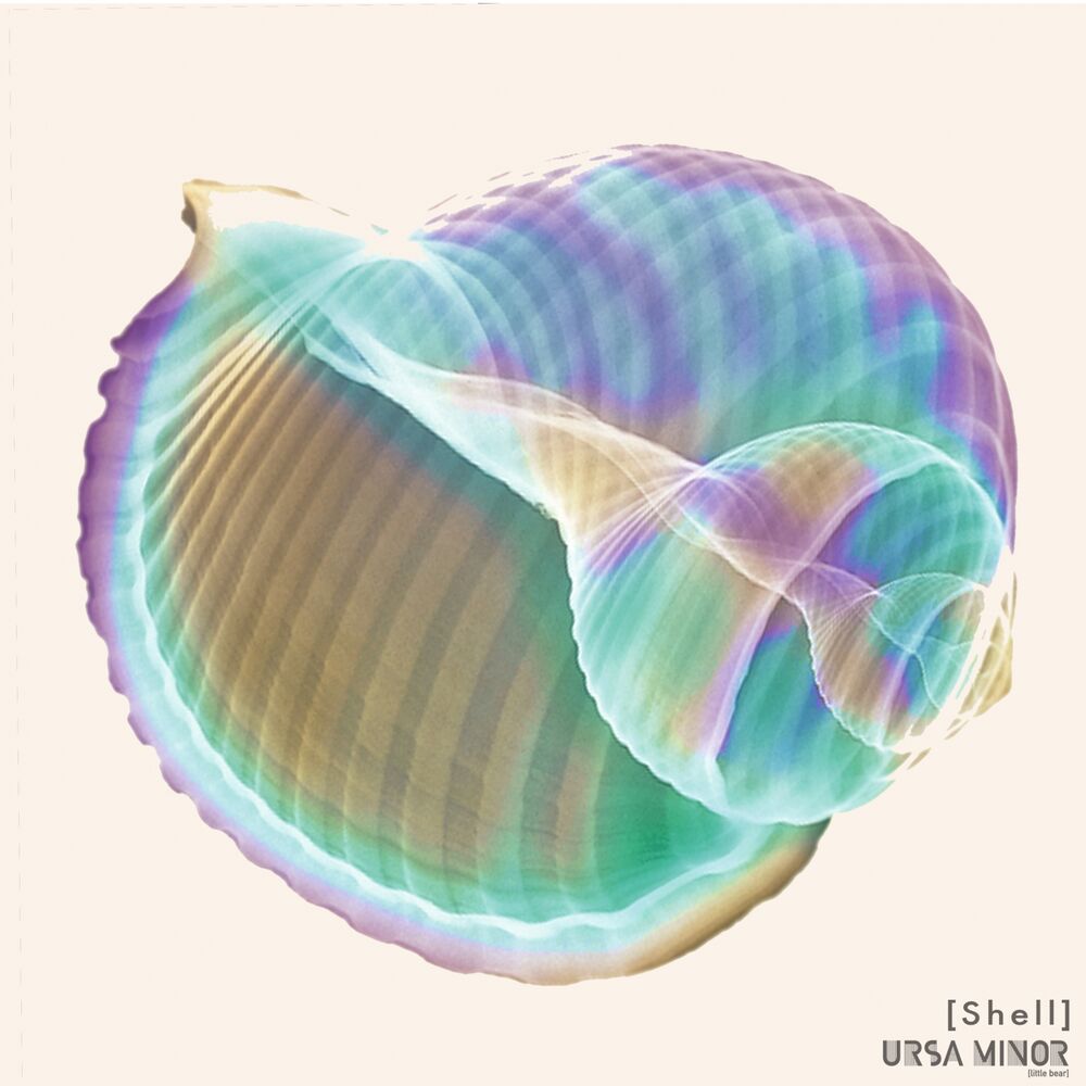 Picture of Shell