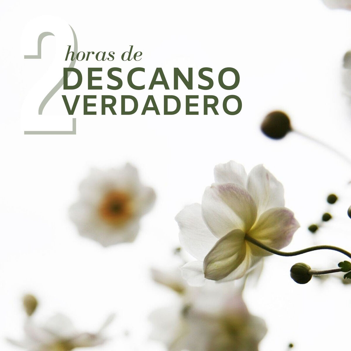 Album cover of 2 Horas de Descanso Verdadero: La Mejor Música para Relajarse y Descansar