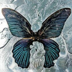 Cover of Nymph_o
