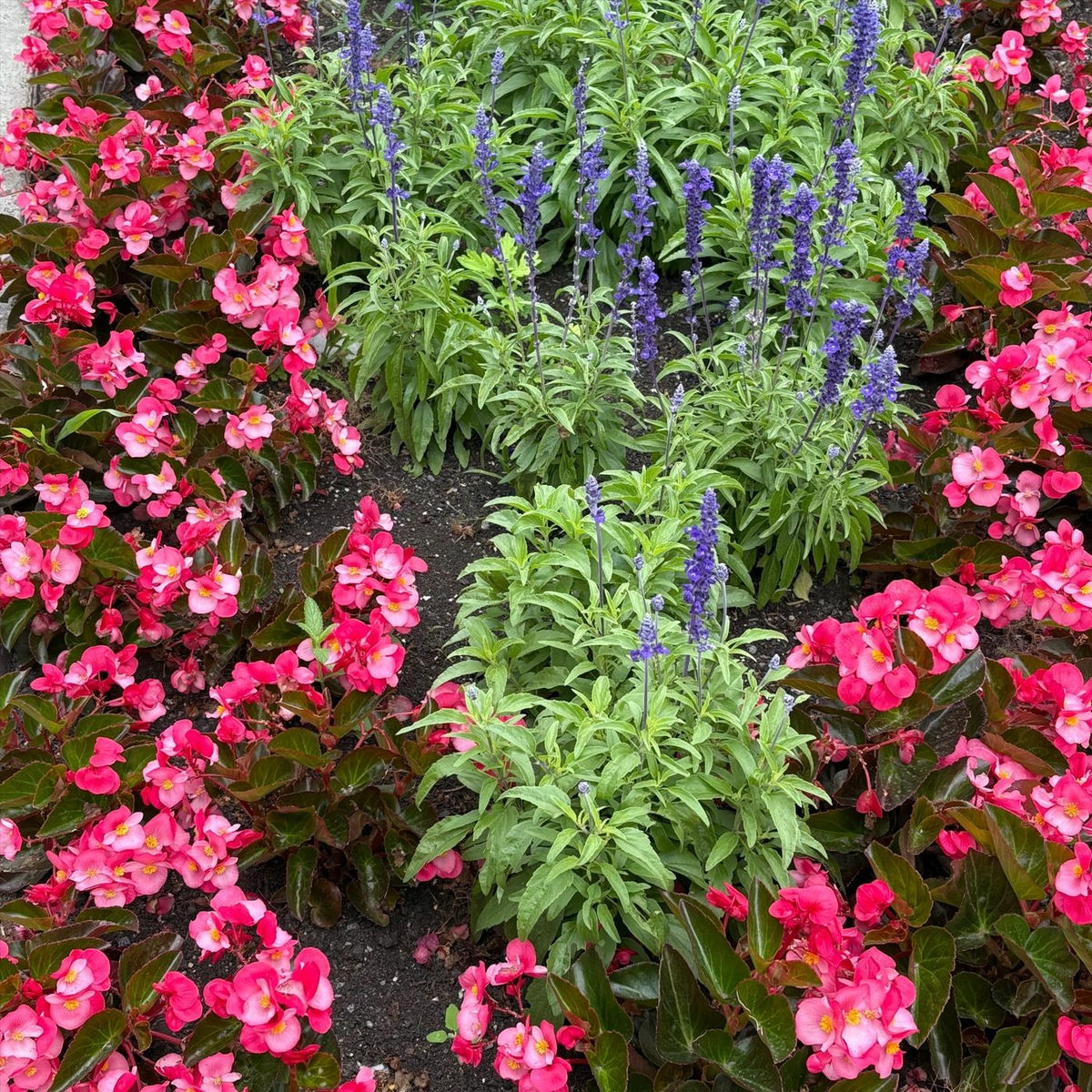 Album cover of Dorffest