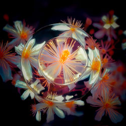 Cover of Time Dissolves in Bloom by undefined