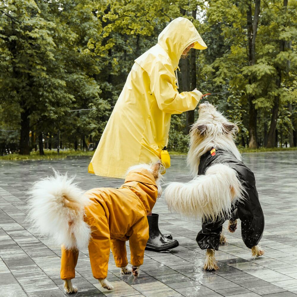 Picture of Binaural Tranquility: Gentle Rain Melodies for Relaxed Pet Moments
