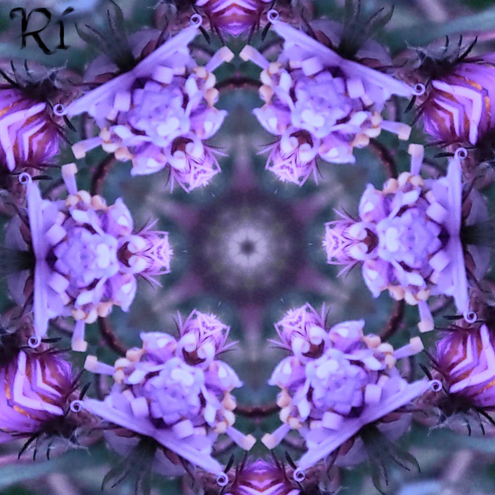 Rí cover