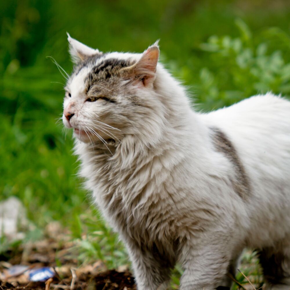 Picture of Purrfect Peace: Rain and Binaural Harmony for Cats