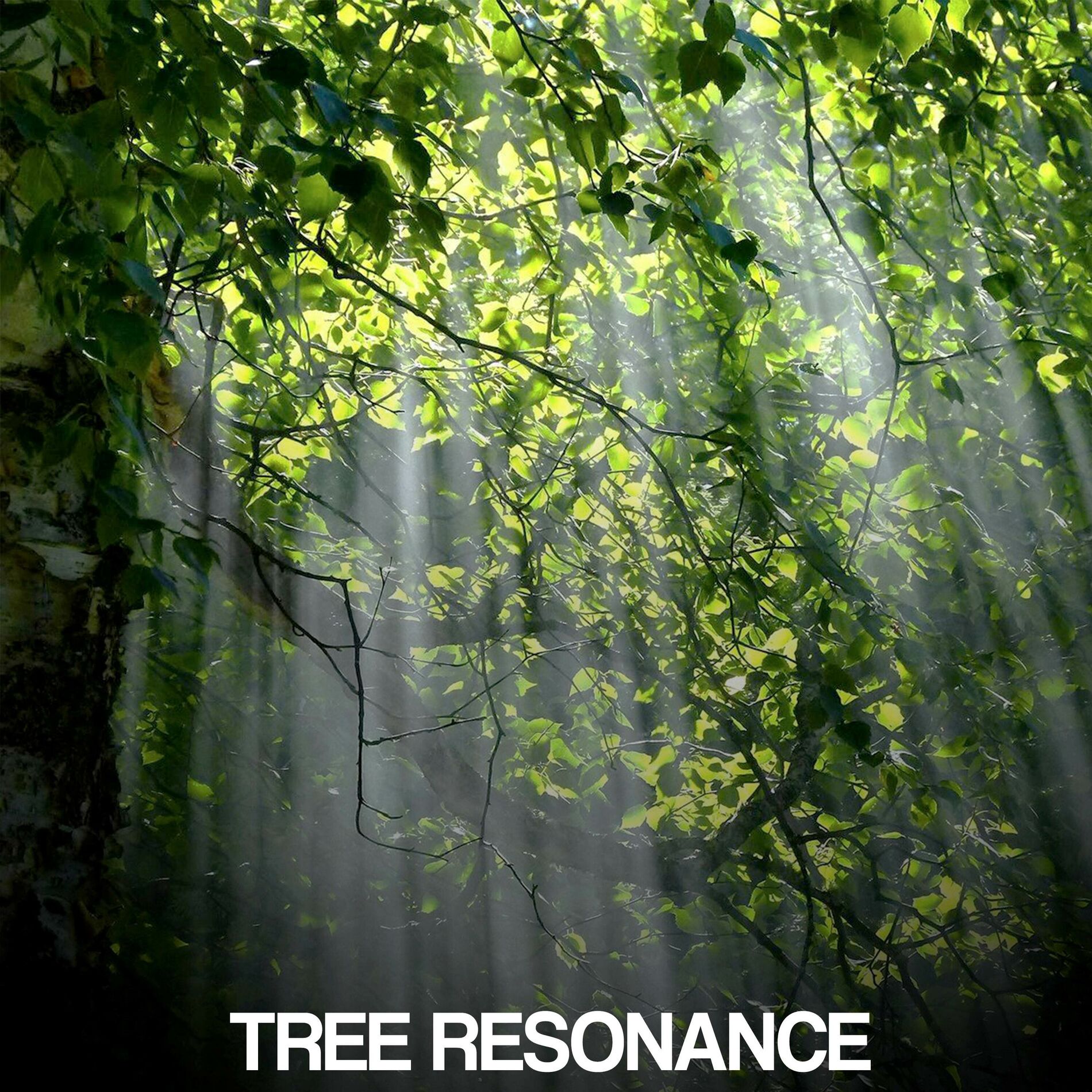 Album cover of tree resonance