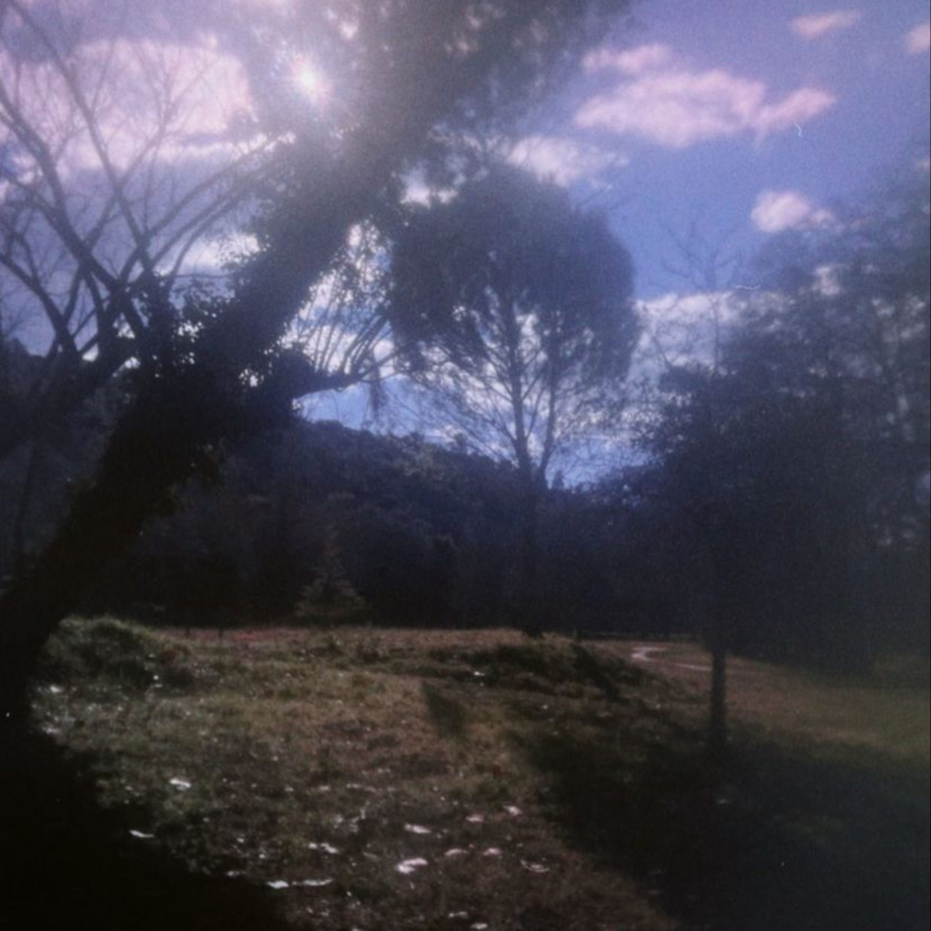 Album cover of Salvia