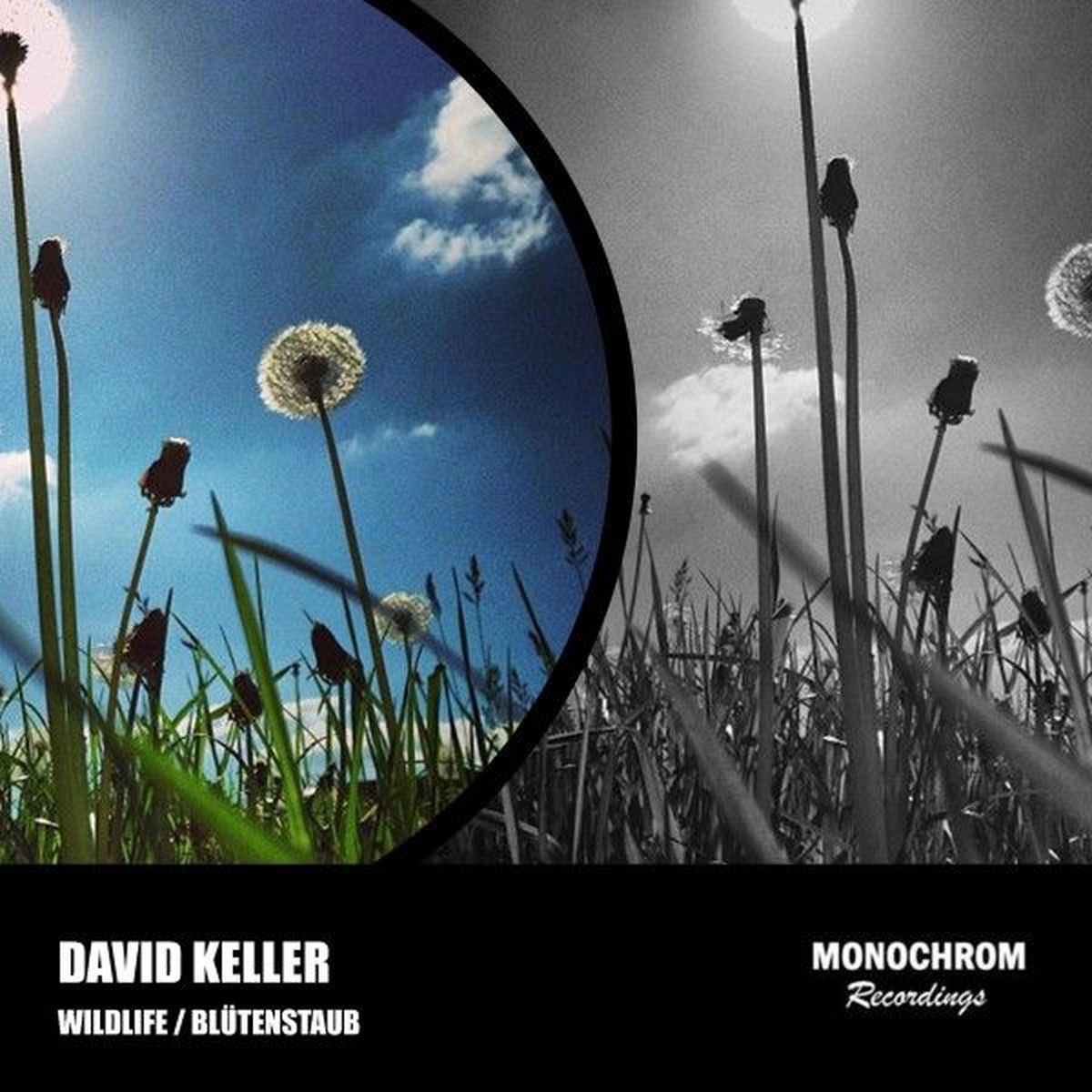 Album cover of Wildlife