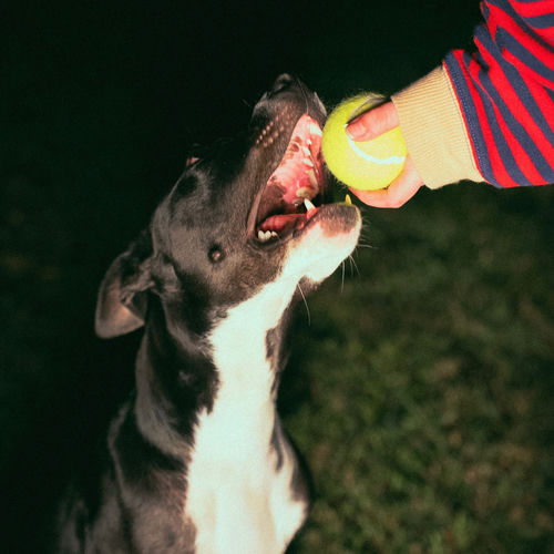 Fetch!