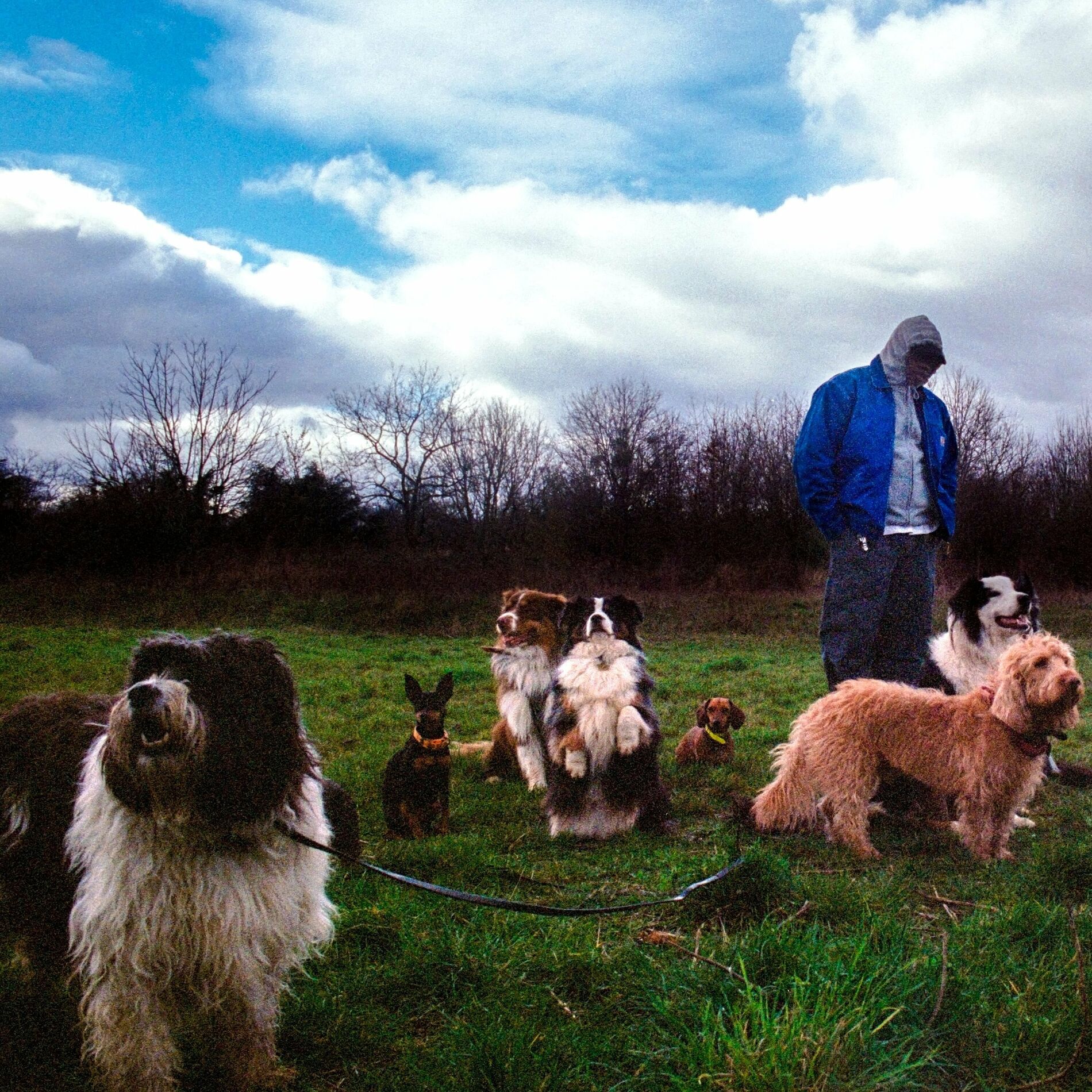 Album cover of DOGMAN