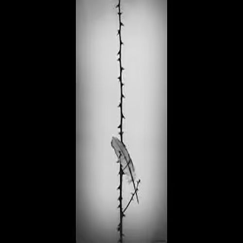 La plume ou le silence
