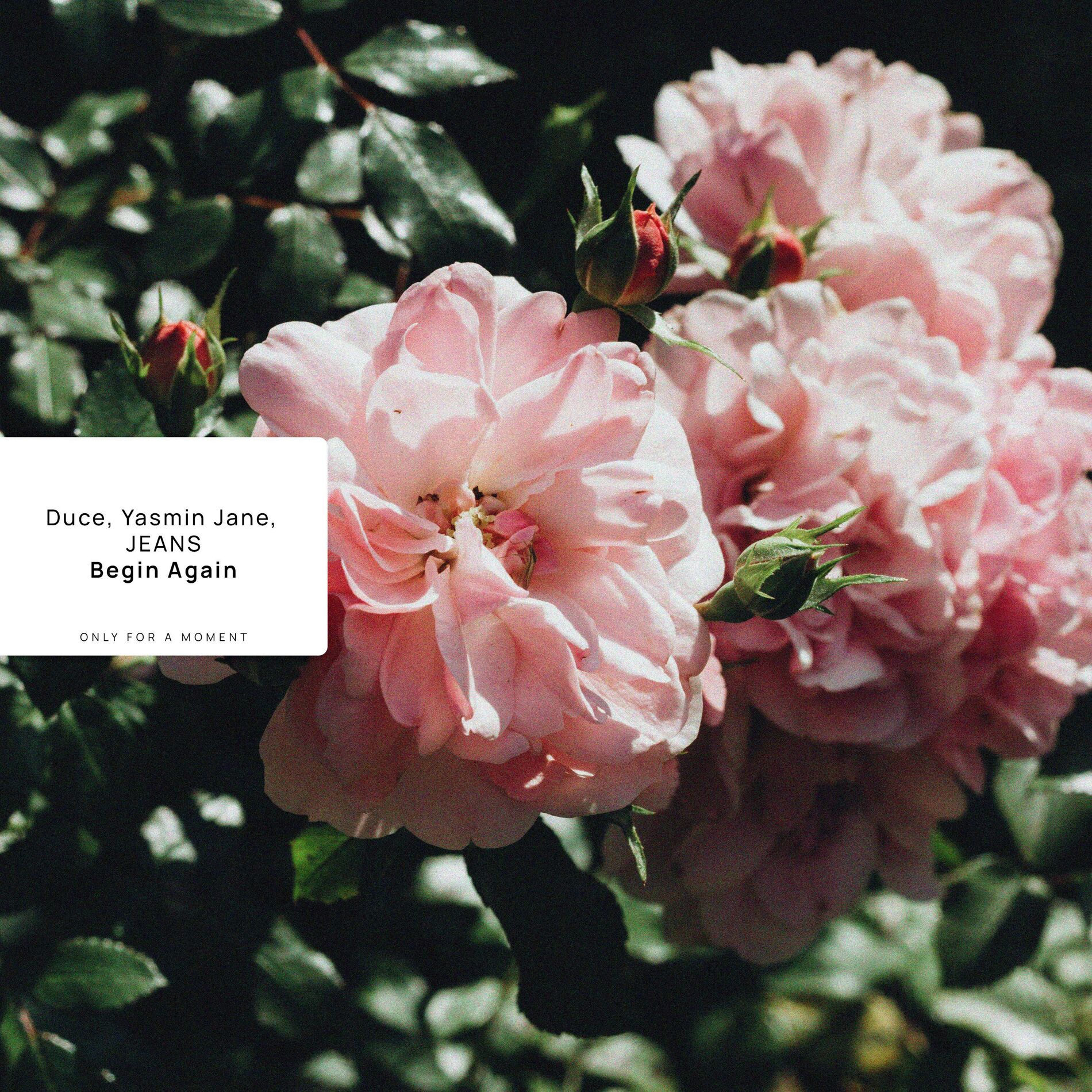 Album cover of Begin Again